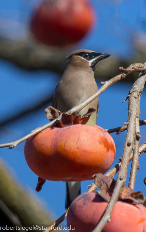 persimmon